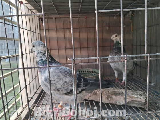 গ্রিজেল রানিং কবুতর